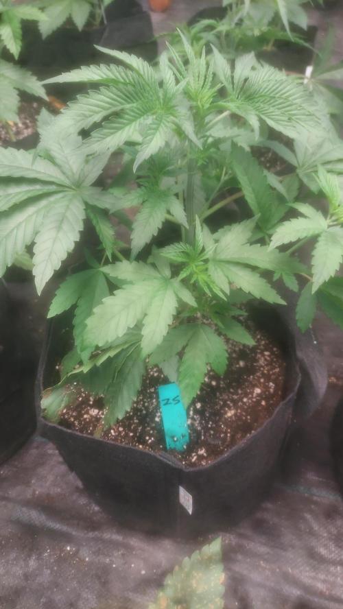 Japan Berry - Zushi VerdeXslurricane #44. Week 3