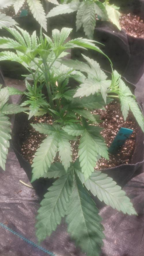 Japan Berry - Zushi VerdeXslurricane #44. Week 3