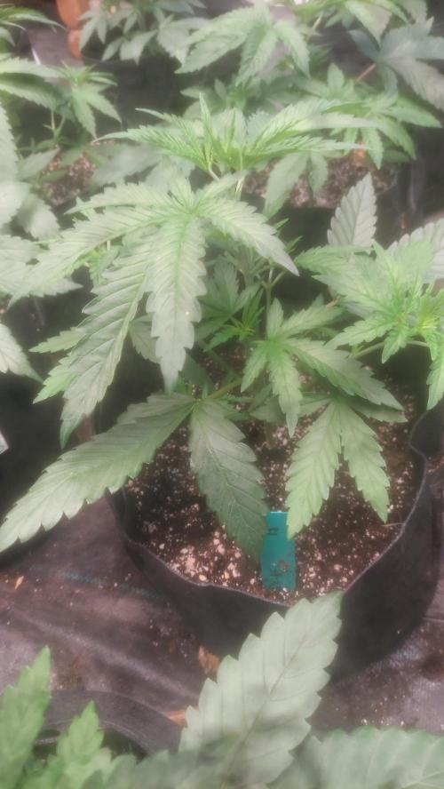 Sugar Attack - Comatose. Week 3