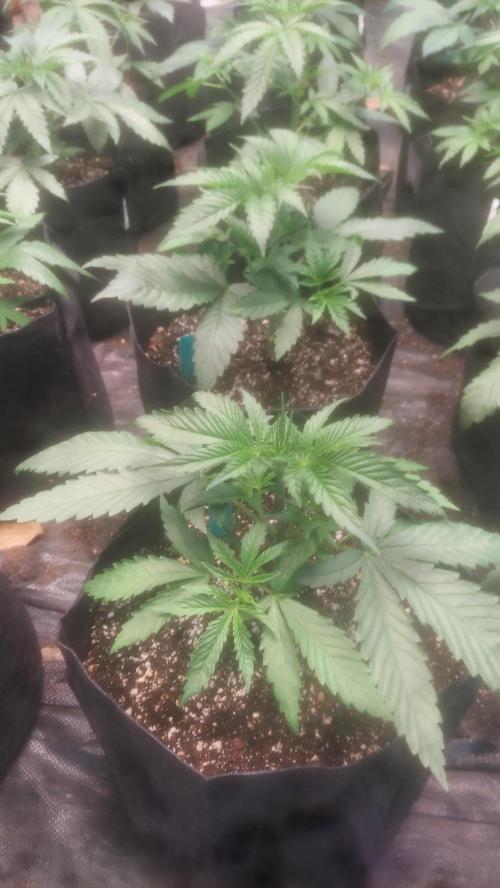 Sugar Attack - Comatose. Week 3