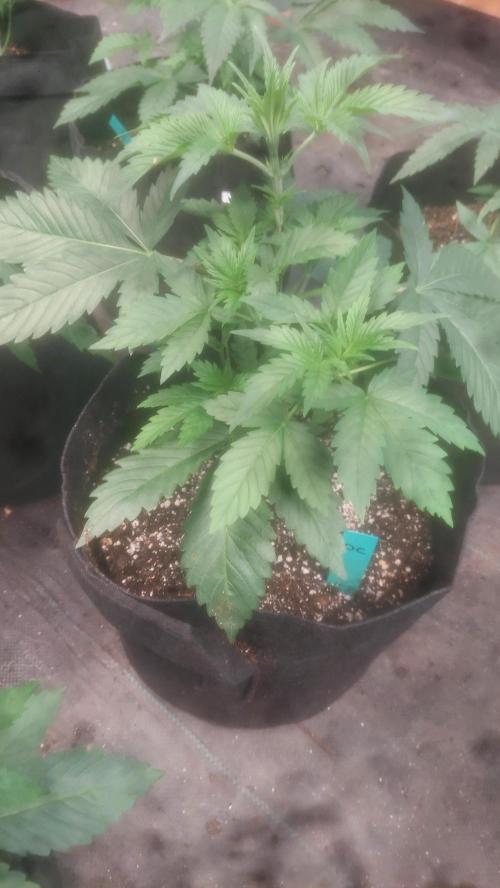Splash - Drip City. Week 3