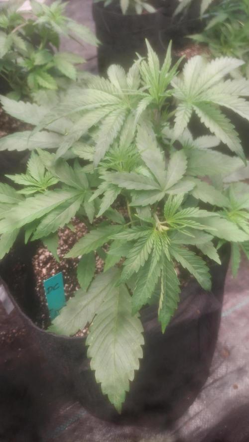 Drip City. Week 3