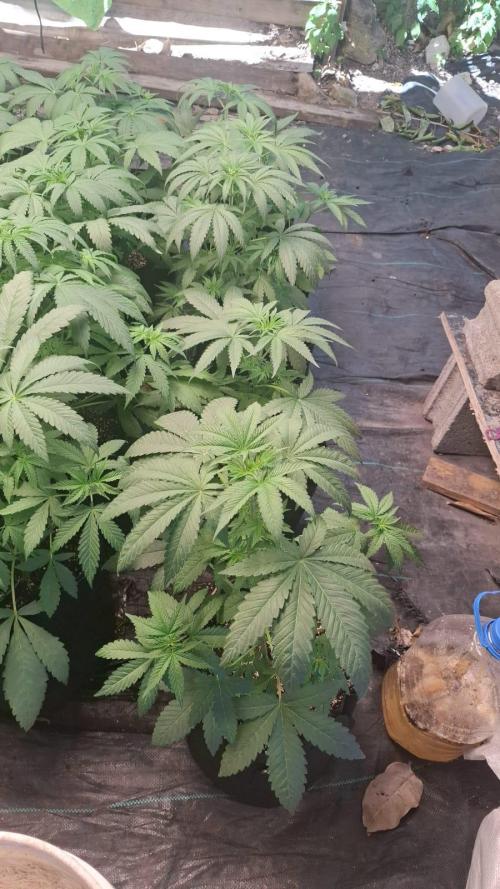 Light Skin - Rainbow Saltz. Week 4