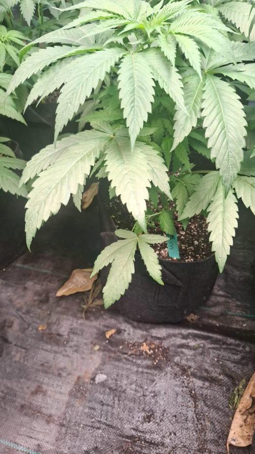 Sugar Attack - Comatose. Week 4