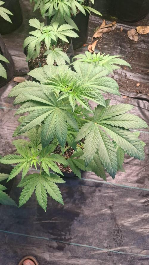 Sugar Attack - Comatose. Week 4