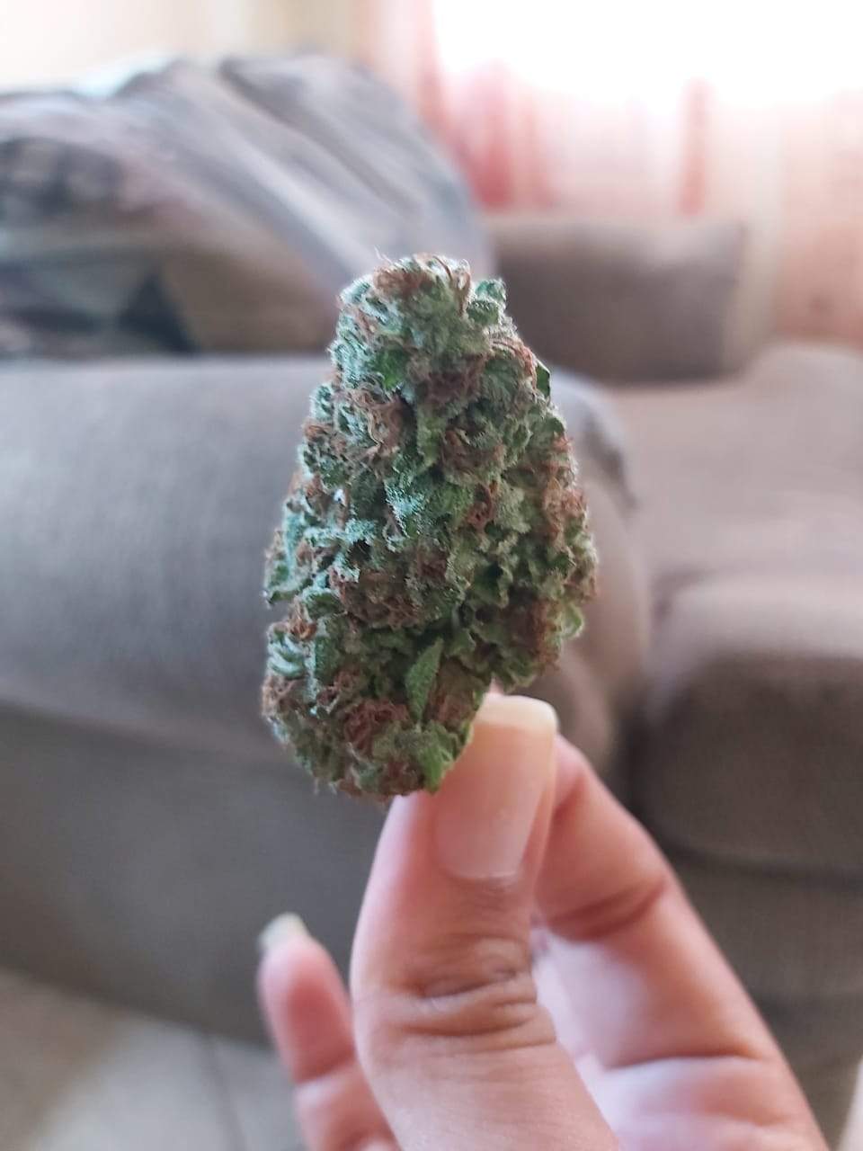 Anesia Seeds Blackberry Moonrocks® grow diary (journal) harvest11 by