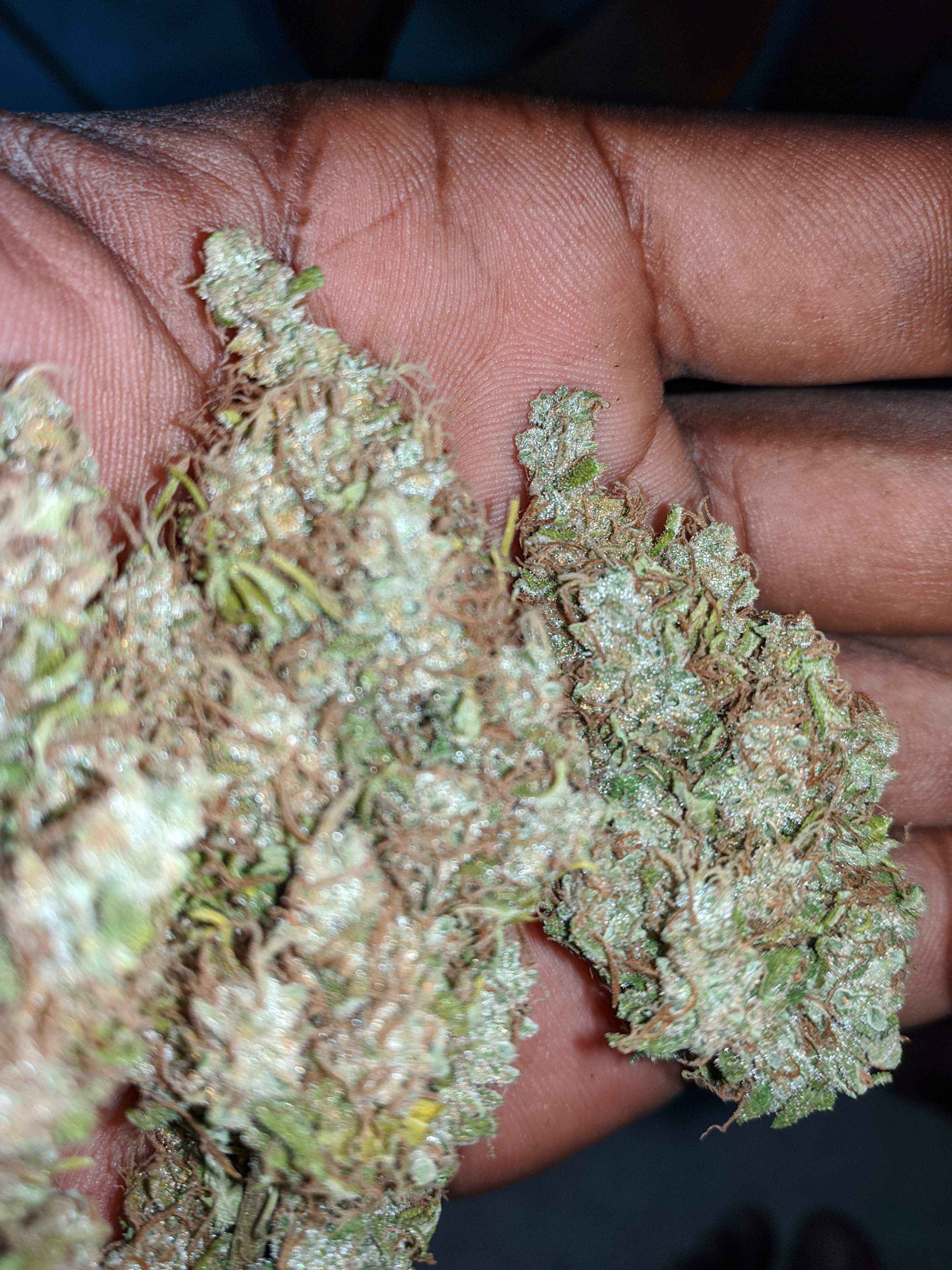 The Bakery Seed Co. Sour Orange Auto grow diary (journal) harvest12 by