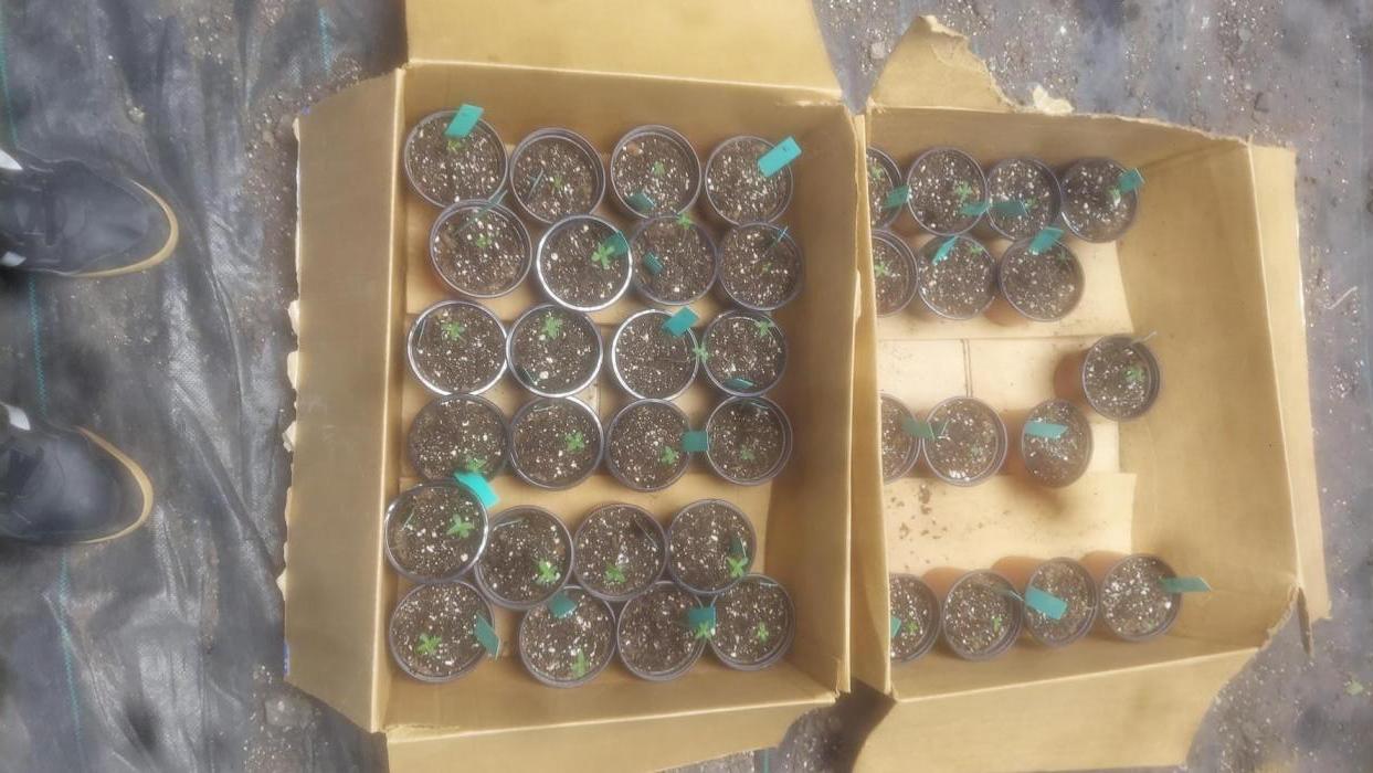 YOLO - Bucket List. Week 0 - 5 of 6 seeds popped.