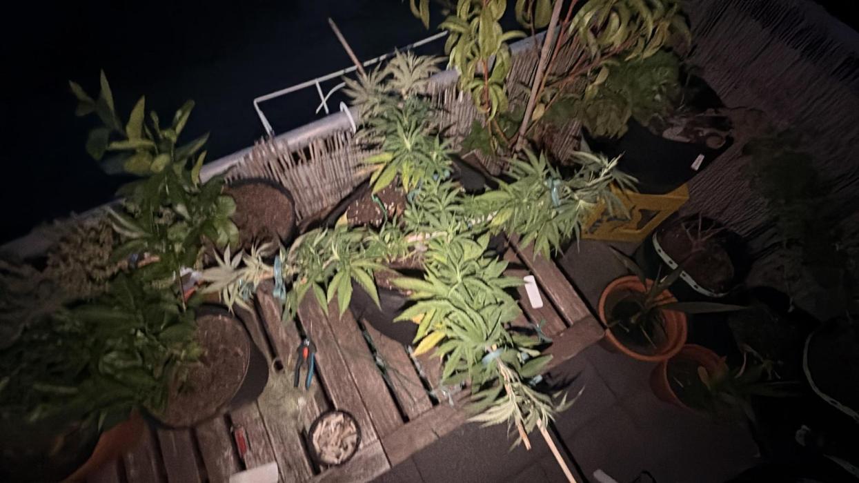 Papaya Frosting Stres Seed Grow. Week 5 - Die Nacht bevor sie ins Zelt kam