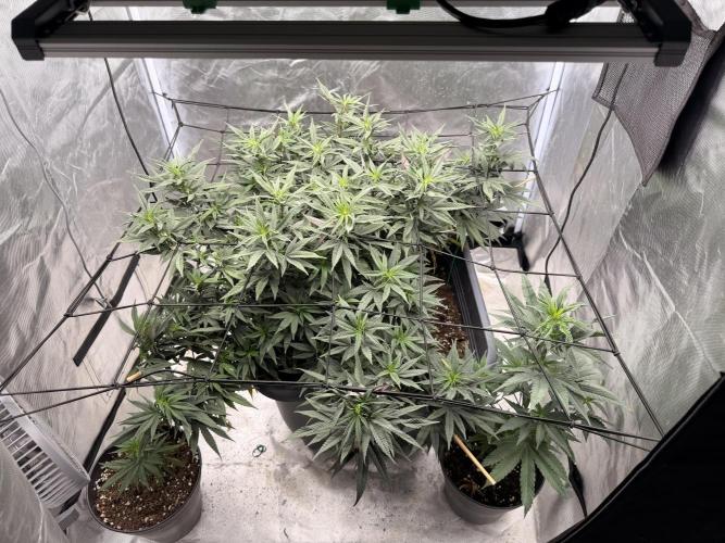 Papaya Frosting. Week 8