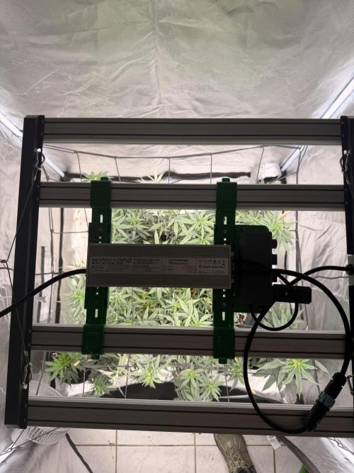 Papaya Frosting. Week 9