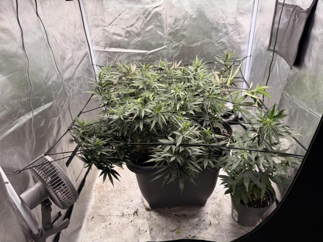 Papaya Frosting. Week 1