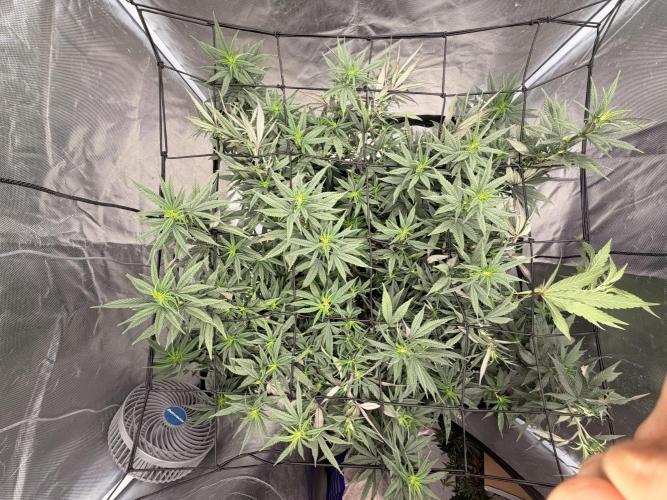 Papaya Frosting Stress-Seed Grow. Week 1