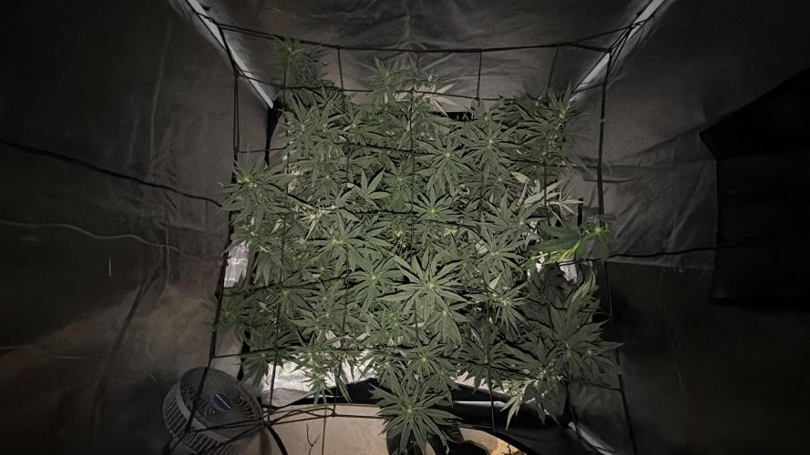 Papaya Frosting. Week 1