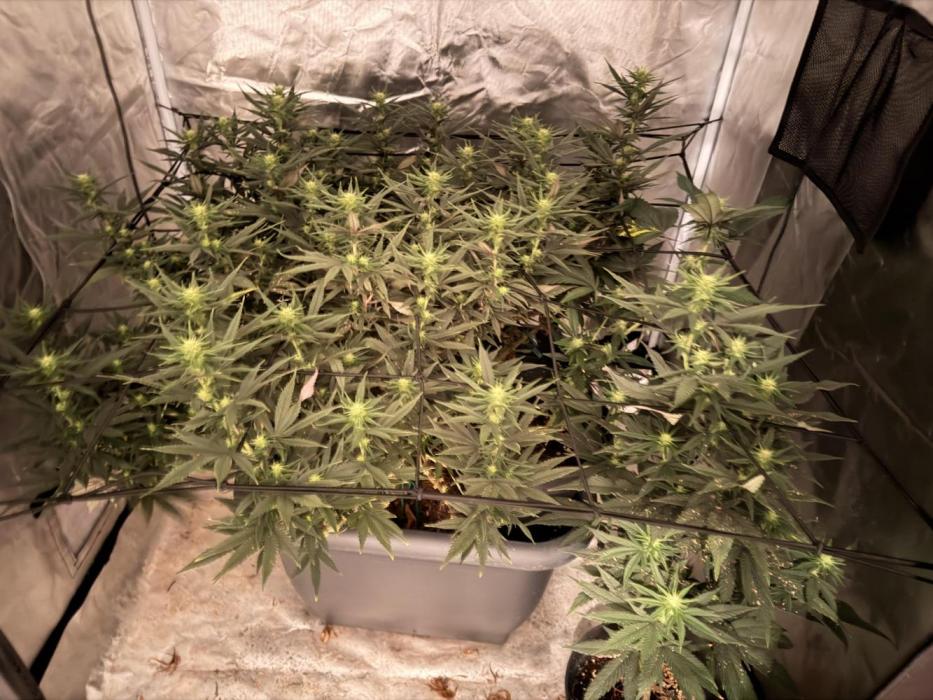 Papaya Frosting Stress-Seed Grow. Week 3