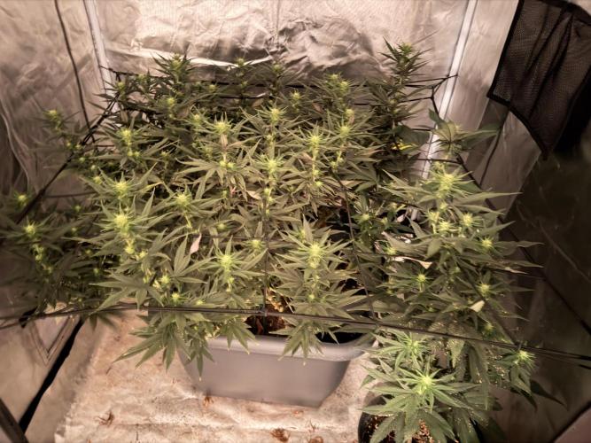 Papaya Frosting. Week 3