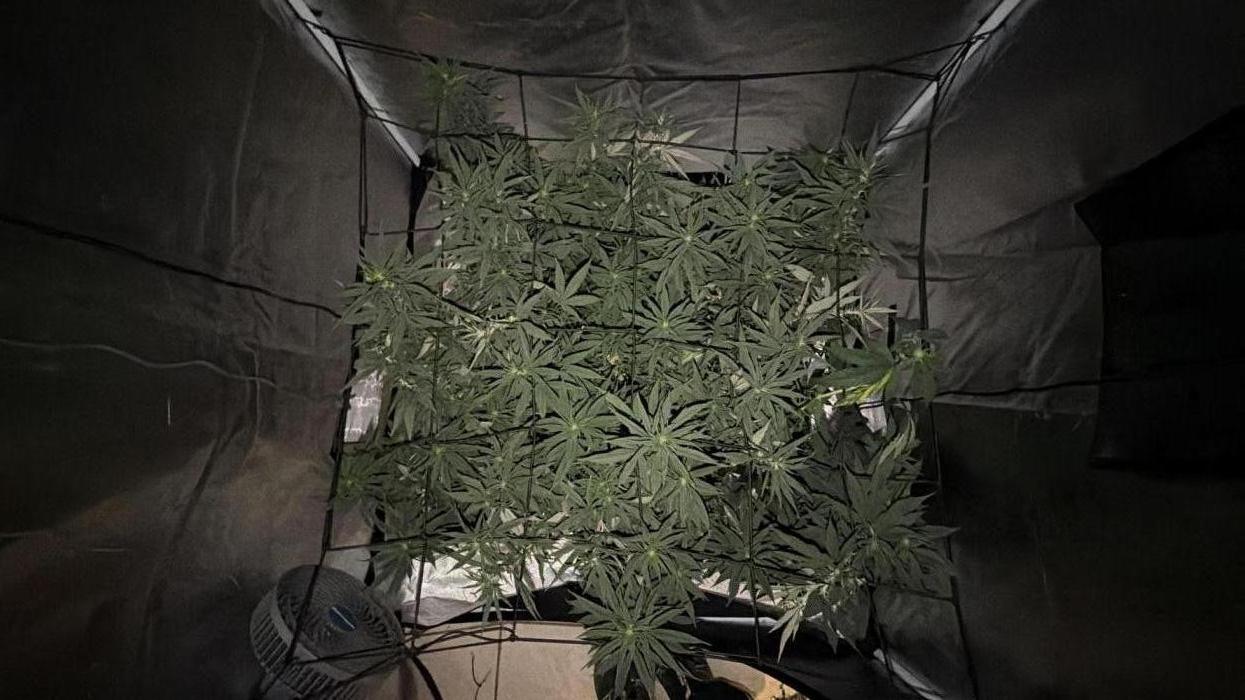 Papaya Frosting Stress-Seed Grow. Week 3 - Week one update
