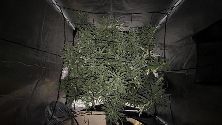 Papaya Frosting. Week 3