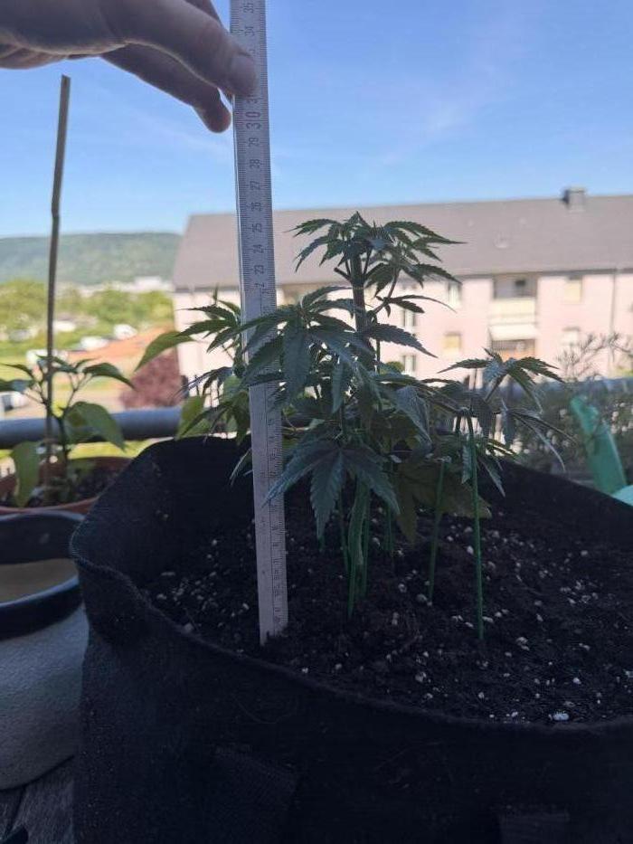 Papaya Frosting Stres Seed Grow. Week 2 - Junge Veg, in Kürze werd ich toppen und versuchen viel Fläche zu machen. 