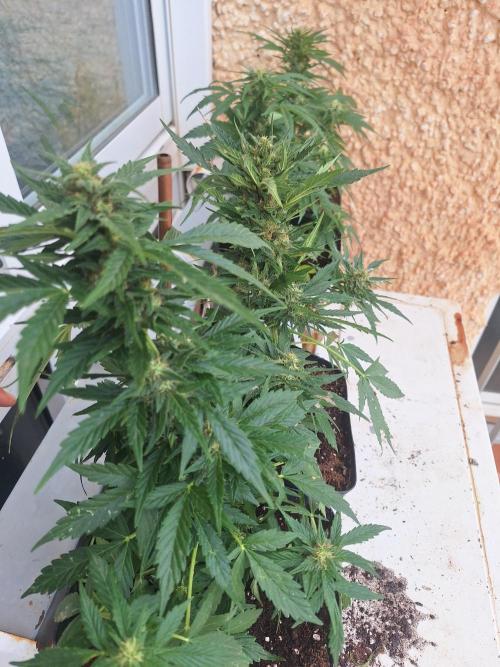 Quick Balcony getting back on. Week 3