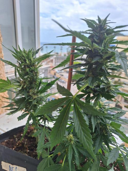 Quick Balcony getting back on. Week 3