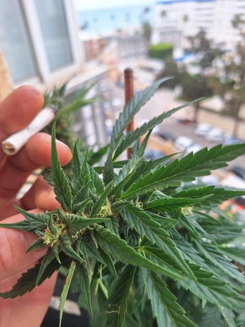 Quick Balcony getting back on. Week 3