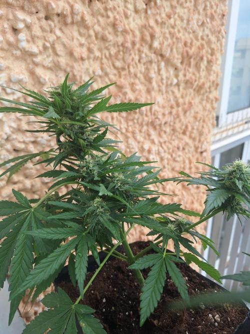 Quick Balcony getting back on. Week 3