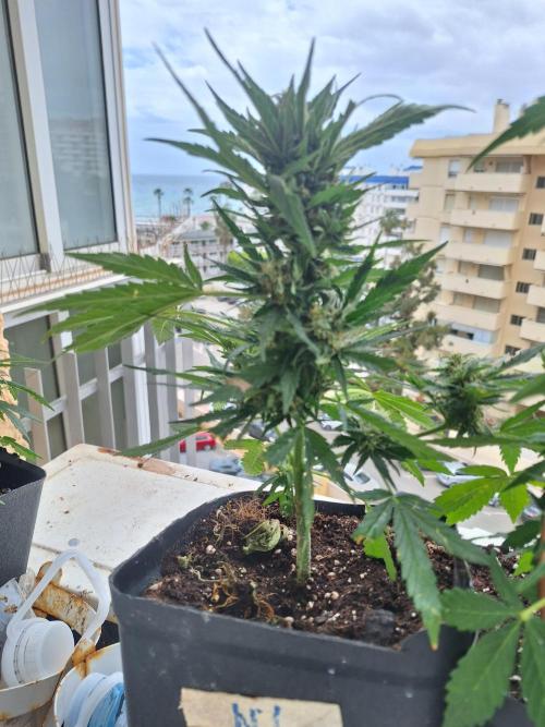 Quick Balcony getting back on. Week 3
