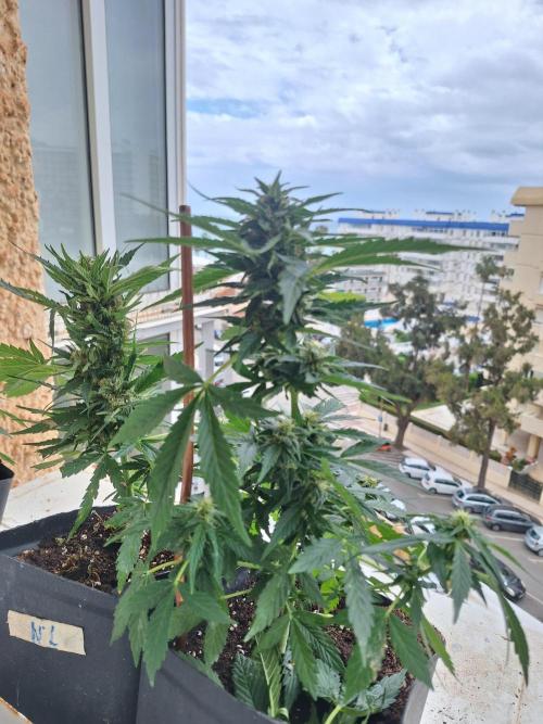 Quick Balcony getting back on. Week 3