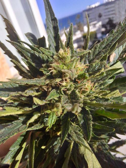 Quick Balcony getting back on. Week 4