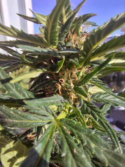 Quick Balcony getting back on. Week 4