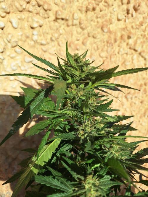 Quick Balcony getting back on. Week 4