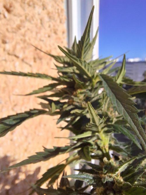 Quick Balcony getting back on. Week 4