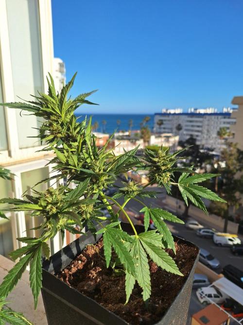 Quick Balcony getting back on. Week 4