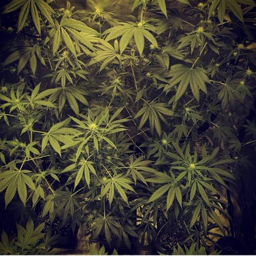 420tm_ams 1 Strawberry Glue 1 . Week 1