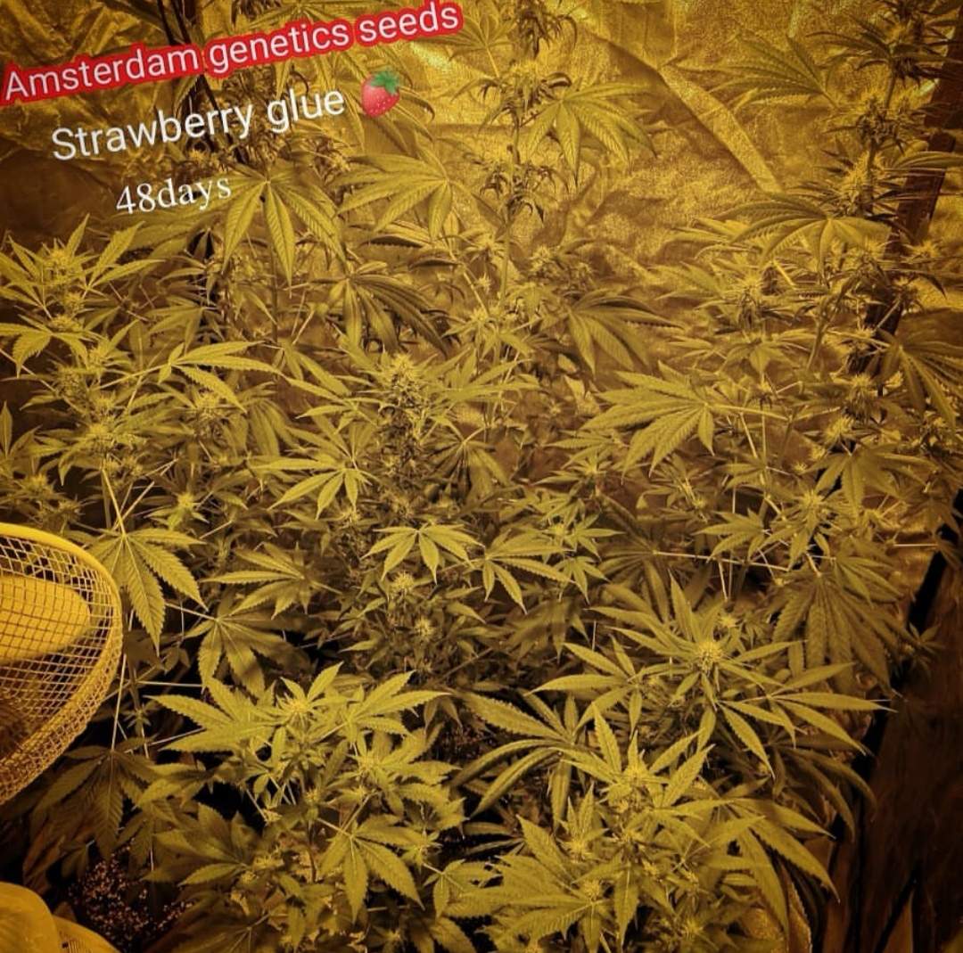 Amsterdam Strawberry Glue grow diary (journal) week1 by 420tm