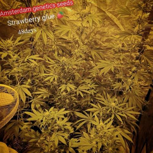 420tm_ams 1 Strawberry Glue 1 . Week 1