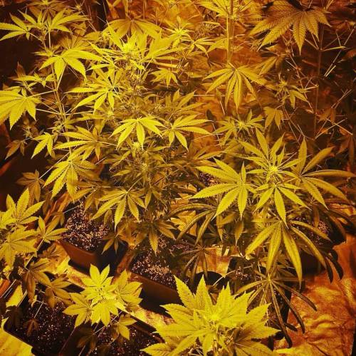 420tm_ams 1 Strawberry Glue 1 . Week 1