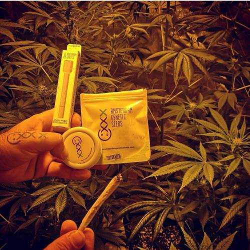 420tm_ams 1 Strawberry Glue 1 . Week 1