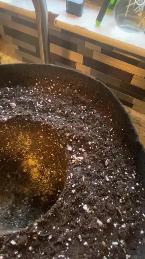 Apple Fritter Clone