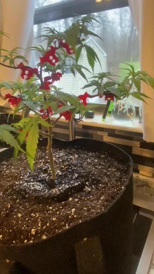 Apple Fritter Clone