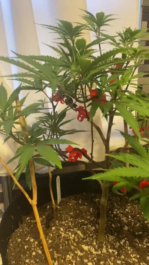 Apple Fritter Clone