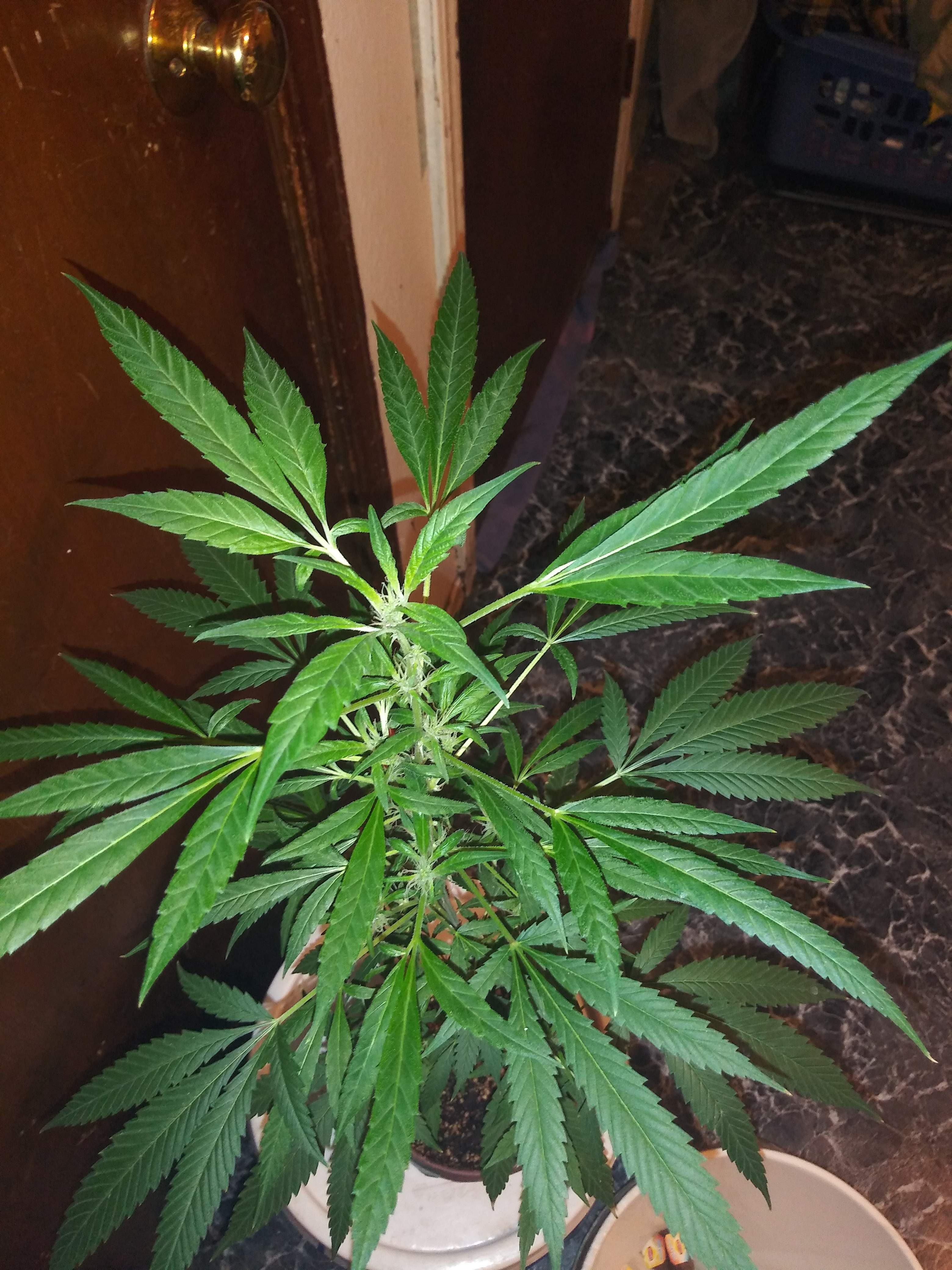 bubble gum kush auto 2 grow diary (journal) week13 by ramber3446