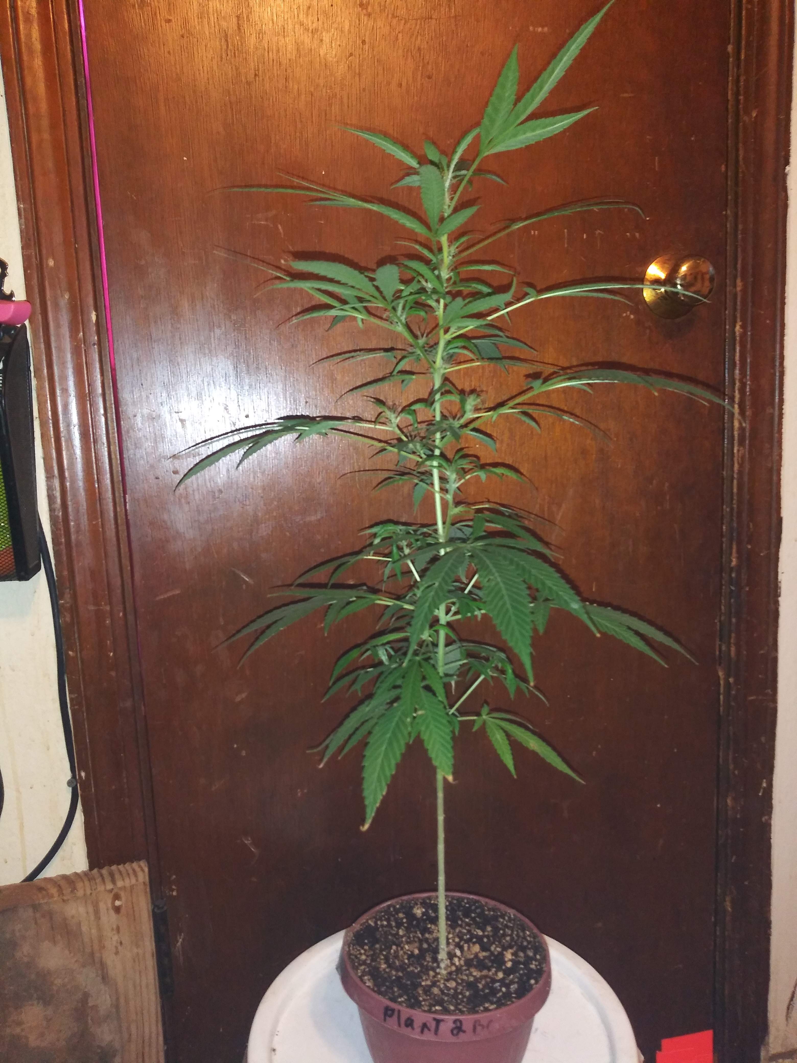 bubble gum kush auto 2 grow diary (journal) week13 by ramber3446