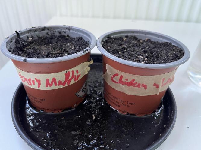 Chicken n' Waffles and Blueberry Muffin. Week 0 - Blueberry Muffin und Chicken n' Waffle planted