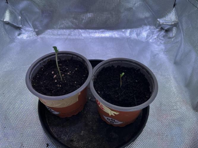 Chicken n' Waffles and Blueberry Muffin. Week 0 - After germination I put them into the tent