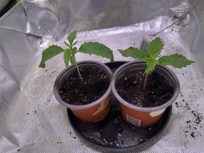 Chicken n' Waffles and Blueberry Muffin. Week 2