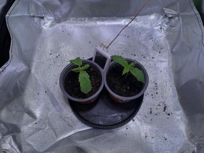 Chicken n' Waffles and Blueberry Muffin. Week 2