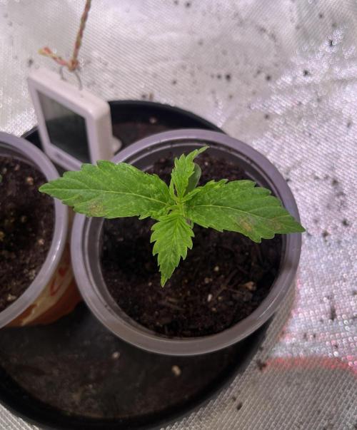 Chicken n' Waffles and Blueberry Muffin. Week 2