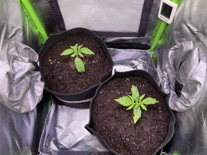 Chicken n' Waffles and Blueberry Muffin. Week 2